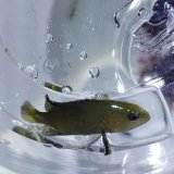 画像: 《近海産海水魚》【珍美種】アオノメハタ幼魚…当店ハンドコート採取