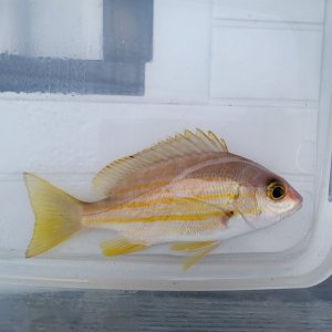 画像: 《近海産海水魚》熊野灘産・・・キュウセンフエダイ…ハンドコート採取