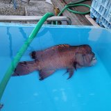 画像: 《近海産海水魚》コブダイの雄個体