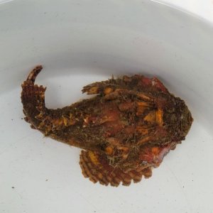 画像: 《近海産海水魚》【熊野灘産】ダルマオコゼ（15センチ±）…ハンドコート採取