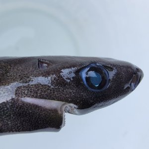 画像: 《外洋性深海魚》【ウルトラレア】ツラナガコビトザメ属の1種(15センチ±)画像の個体です…冷凍個体