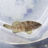 画像: 《近海産海水魚》【ウルトラレア】シラヌイハタ　幼魚…当店ハンドコート採取