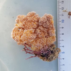 画像: 《近海産海洋生物》トゲトサカの一種