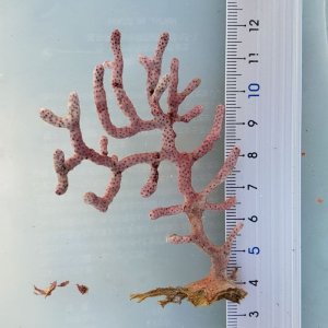 画像: 《近海産海洋生物》フトヤギ（パープル系）