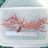 画像: 《近海産海洋生物》【珍】アカヤギの仲間