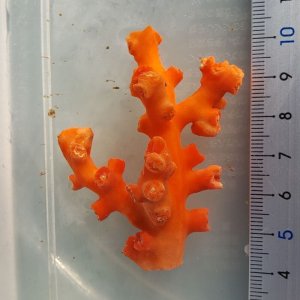 画像: 《近海産海洋生物》ボシュマキサンゴ