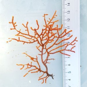 画像: 《近海産海洋生物》トゲナシヤギ