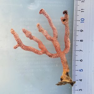 画像: 《近海産海洋生物》フトヤギ（パープル系）