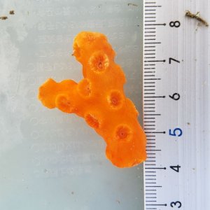 画像: 《近海産海洋生物》オノミチキサンゴ