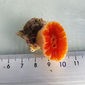 画像: 《近海産海洋生物》ハナタテ　1本物