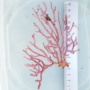 画像: 《近海産海洋生物》フトヤギ（パープル系）