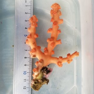 画像: 《近海産海洋生物》ボシュマキサンゴ・・・白い花を咲かせます！