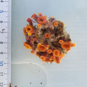 画像: 《近海産海洋生物》【珍】キサンゴの一種