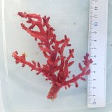 画像: 《近海産海洋生物》ニクイロクダヤギ