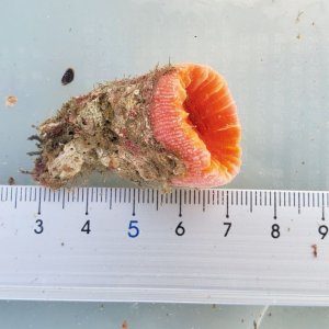 画像: 《近海産海洋生物》ハナタテ　1本物