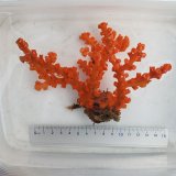 画像: 《近海産海洋生物》ボシュマキサンゴ　Lサイズ（水深80m産）