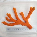 画像: 《近海産海洋生物》オノミチキサンゴ　L