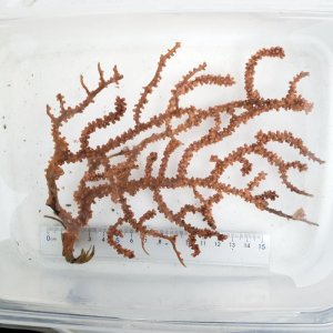 画像: 《近海産海洋生物》フトトゲヤギ