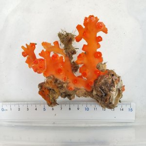 画像: 《近海産海洋生物》ボシュマキサンゴ