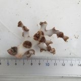 画像: 《近海産海洋生物》フタリビワガライシ