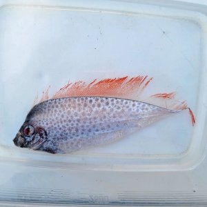 画像: 《近海産深海魚》【激レア】冷凍フリソデウオ（画像の個体です）‥約20センチ±