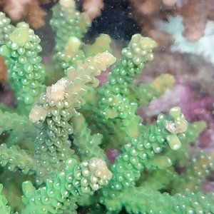 画像: 《近海産海洋生物》【激美】☆☆ミドリイシ（グリーン）