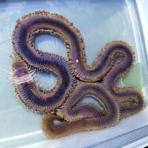 画像: 《近海産海洋生物》オニイソメ‥当店ハンドコート採取