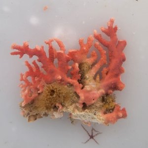 画像: 《近海産海洋生物》サンゴモドキ