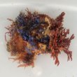 画像1: 《近海産海洋生物》LWL（海藻類、ヘンゲボヤの仲間活着）…ハンドコート採取