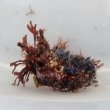 画像4: 《近海産海洋生物》LWL（海藻類、ヘンゲボヤの仲間活着）…ハンドコート採取