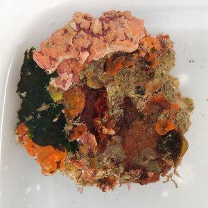 画像: 《近海産海洋生物》LWL（海藻類、石灰藻活着）…ハンドコート採取