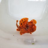 画像: 《近海産海水魚》☆★☆オオモンカエルアンコウ…オレンジの激美色個体です
