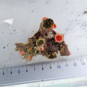 画像: 《近海産海洋生物》オオエダキサンゴ