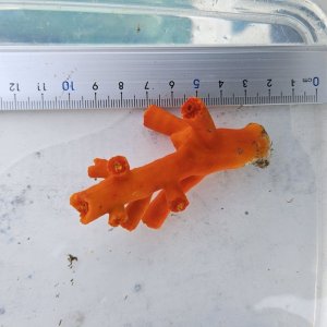 画像: 《近海産海洋生物》エントウキサンゴ