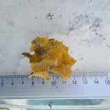 画像: 《近海産海洋生物》ミサキアミコケムシ