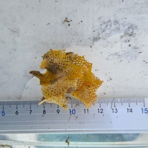 画像: 《近海産海洋生物》ミサキアミコケムシ