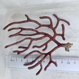 画像: 《近海産海洋生物》フトヤギ　ブルー系