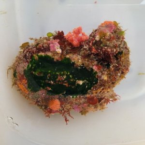 画像: 《近海産海洋生物》ハルトボヤ（ベニウミトサカ、海藻類着床）…ハンドコート採取