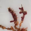 画像2: 《近海産海洋生物》朽ち木(土台アカヤギ)…カイメン、コケムシ、海藻活着