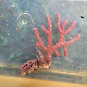 画像: 《近海産海洋生物》フトヤギ