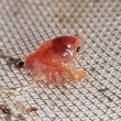 画像2: 《近海産甲殻類》カイカムリの幼体（画像の個体です）パウダー底砂付き…ハンドコート採取