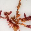 画像3: 《近海産海洋生物》朽ち木(土台アカヤギ)…カイメン、コケムシ、海藻活着