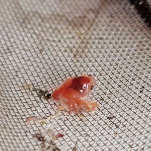 画像: 《近海産甲殻類》カイカムリの幼体（画像の個体です）パウダー底砂付き…ハンドコート採取