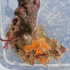 画像: 《近海産海洋生物》朽ち木…カイメン、海藻活着