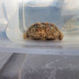 画像: 《近海産甲殻類》オオタマオウギガニ…ハンドコート採取