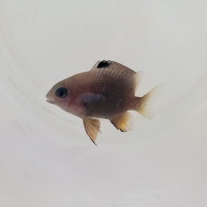 画像: 《近海産海水魚》セダカスズメダイの幼魚(画像の個体です)…ハンドコート採取