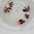 画像3: 《近海産海水魚》【熊野灘産】セトミノカサゴ（Sサイズ）1匹…ハンドコート採取