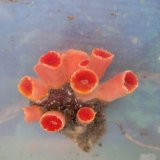 画像: 《近海産海洋生物》オオエダキサンゴ