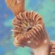 画像4: 《近海産海洋生物》フタリビワガライシ…グリーンポリプあります