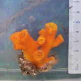 画像: 《近海産海洋生物》エントウキサンゴ